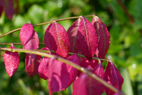 Euonymus alatus autumn colour