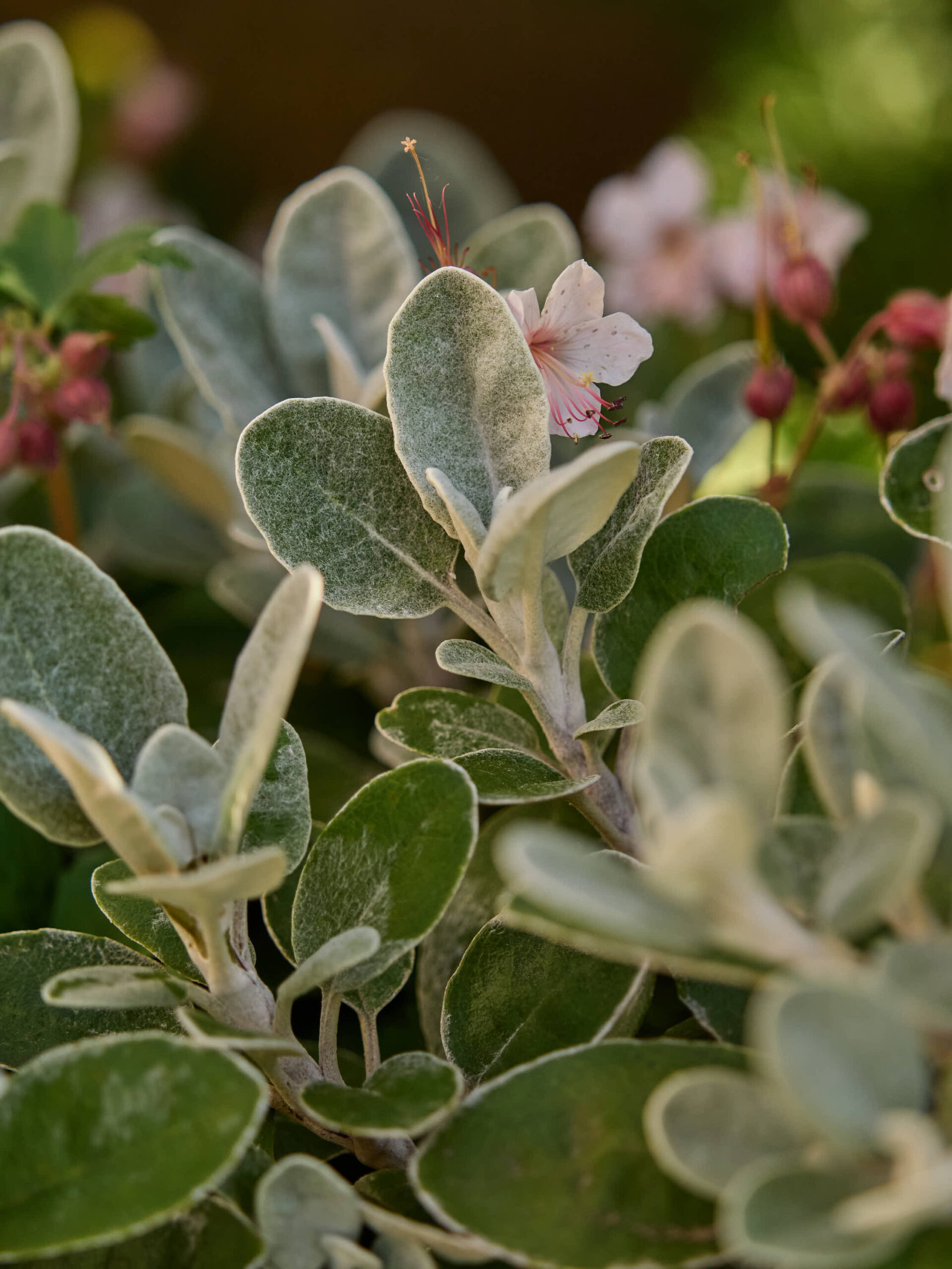 Senecio “Silver dor mouse”