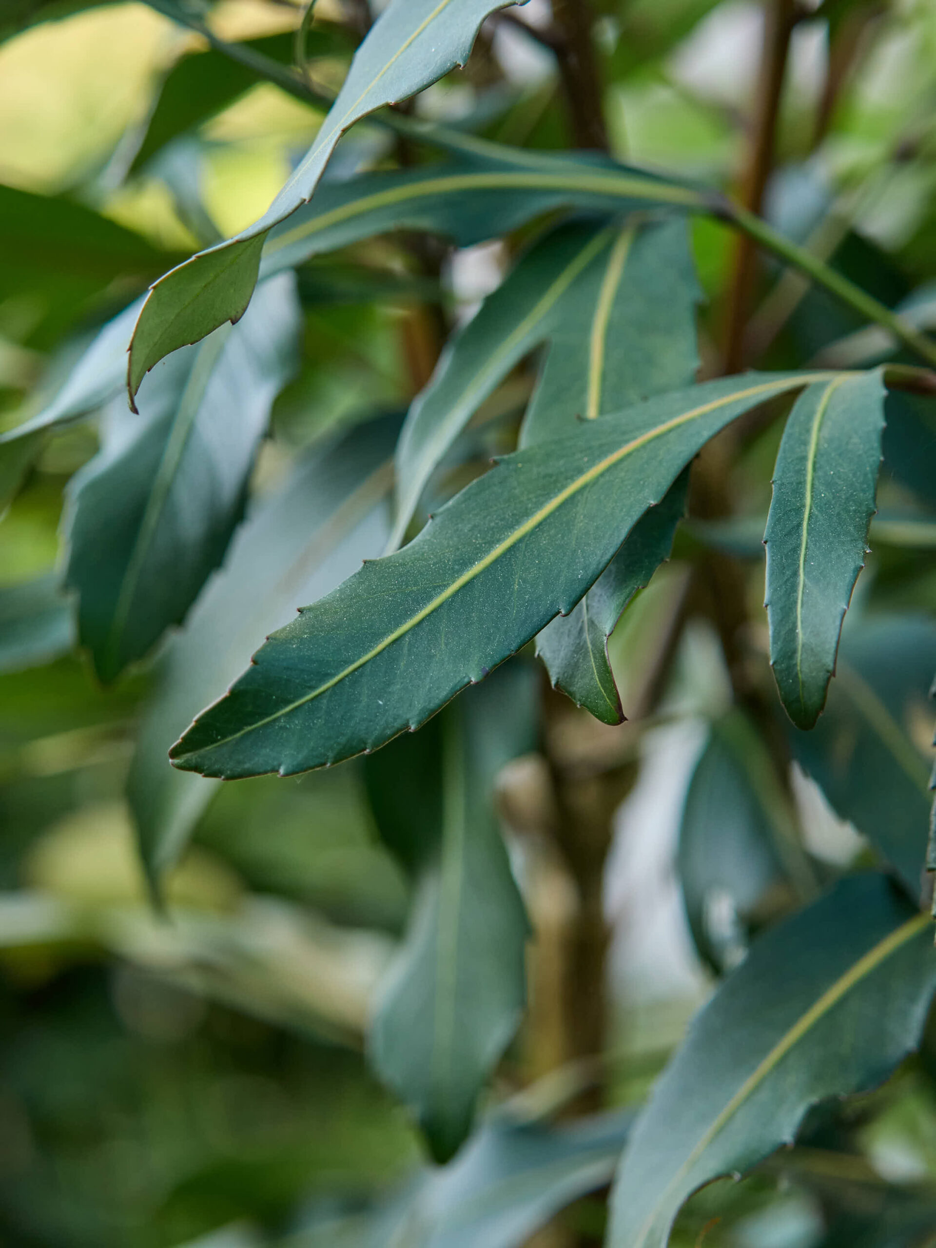Pseudopanax Moas toes