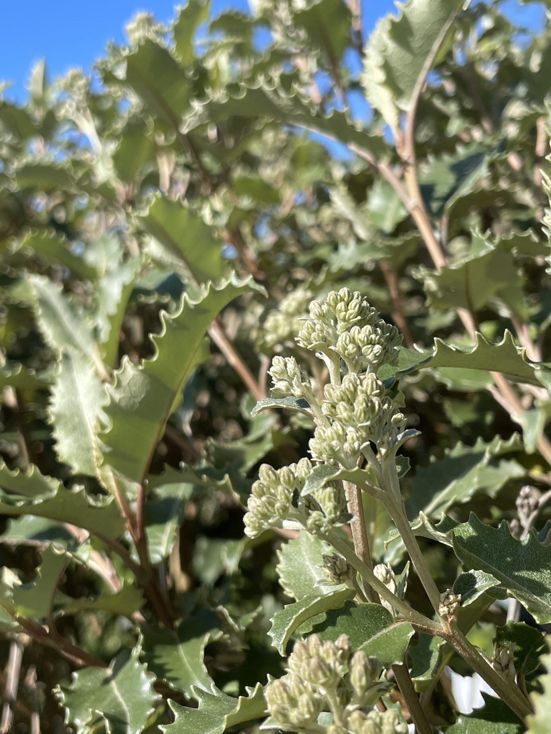 Olearia macrodonta