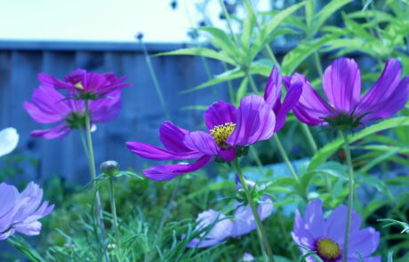 Cosmos 2