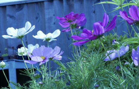 Cosmos 4