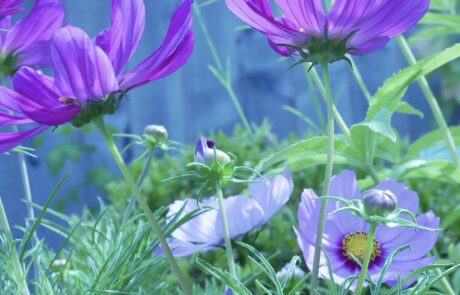 Cosmos 3