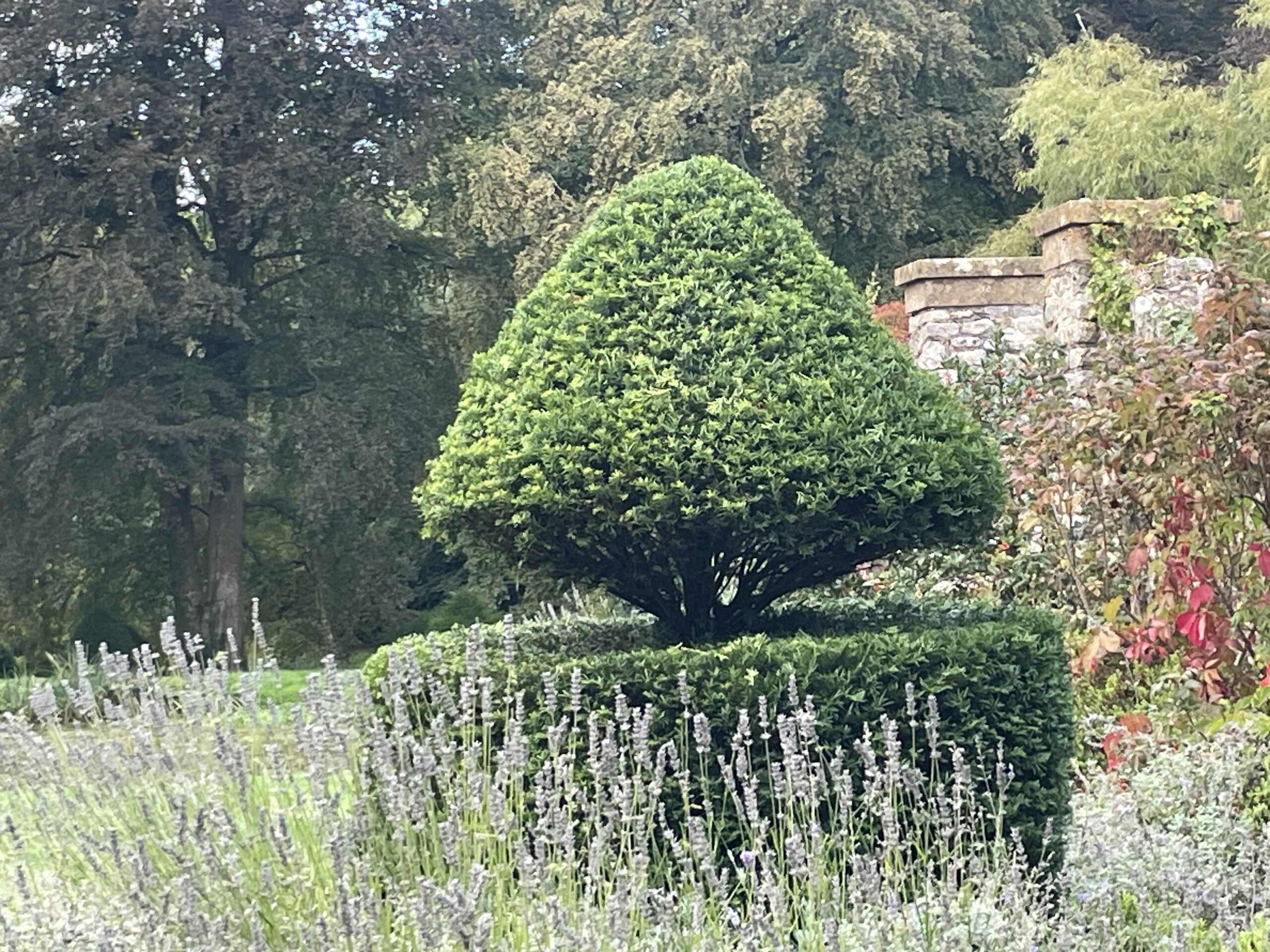 Topiary yew